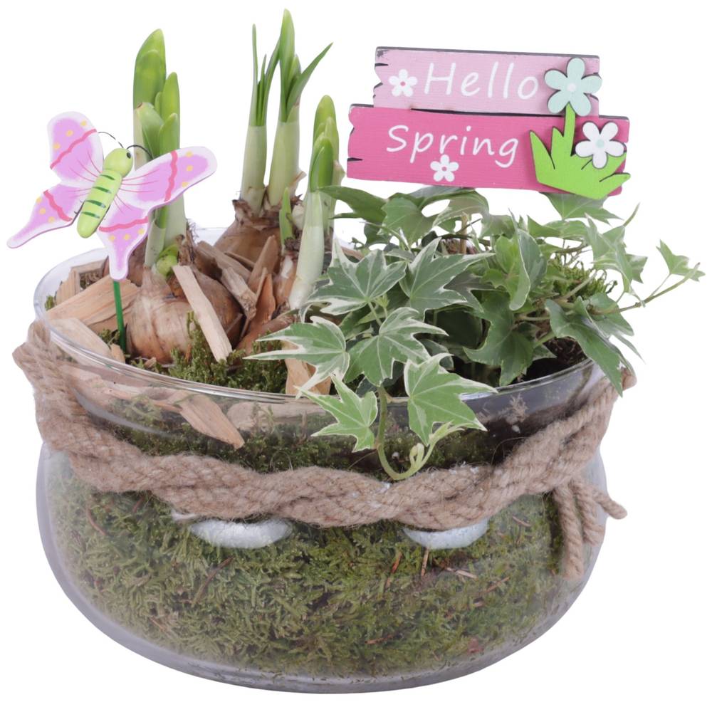 Narzis.Arr SN620N3008 T20 H020