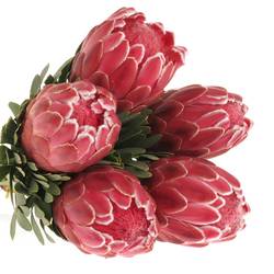Protea rosa Lady Di 70cm