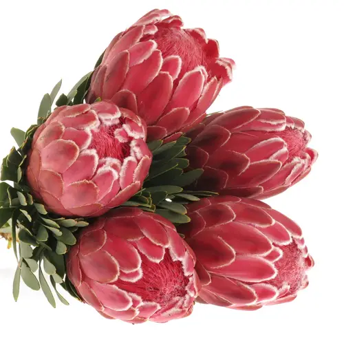 Protea rosa Lady Di 70cm