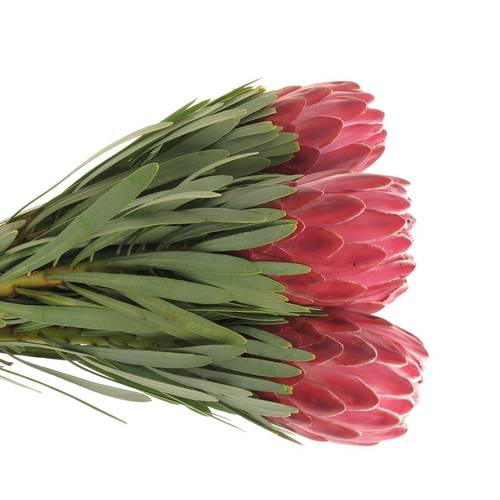 Protea rosa Lady Di 70cm