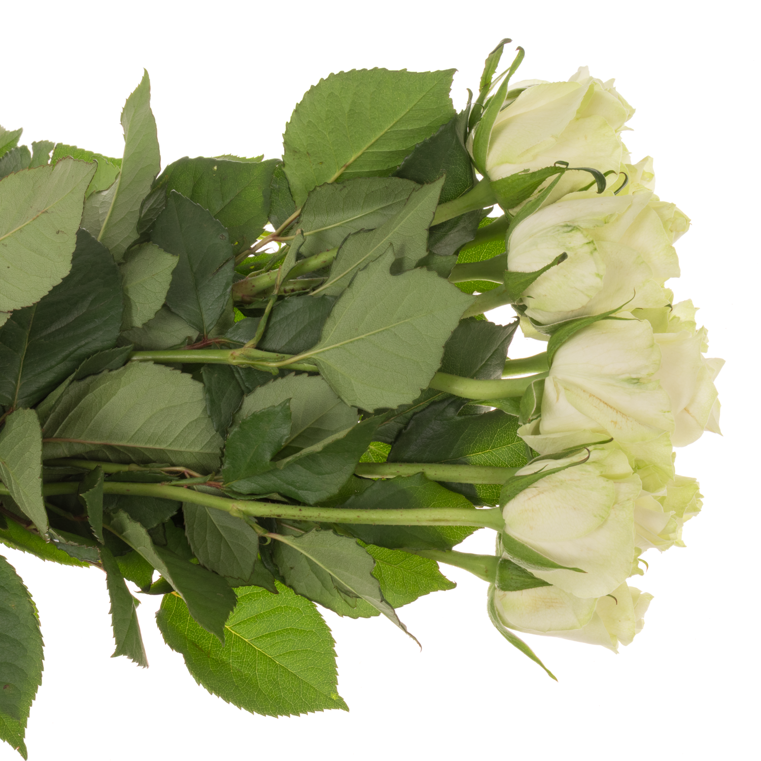 Rose weiss/hell grün Adalonia 50cm