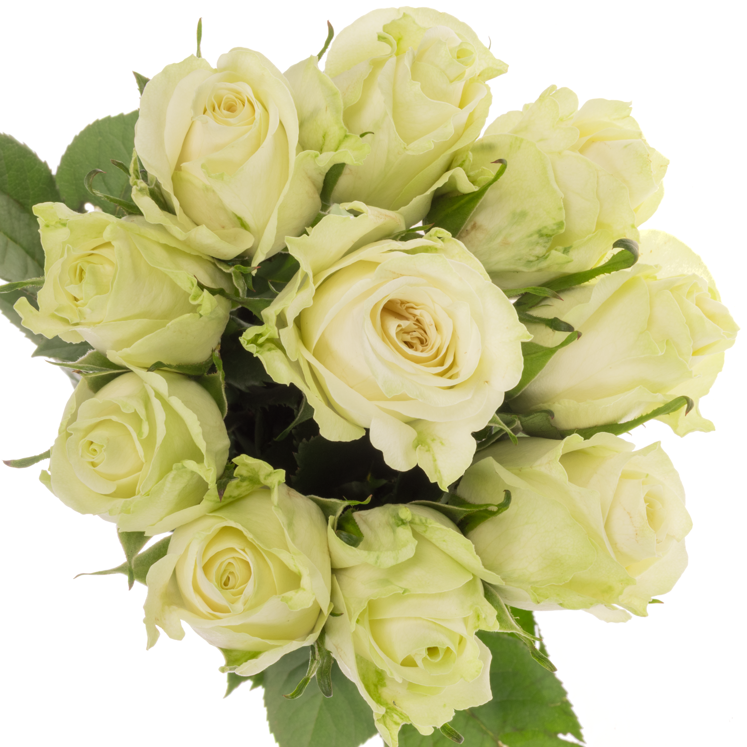 Rose weiss/hell grün Adalonia 50cm