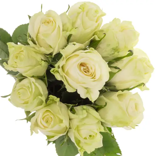 Rose weiss/hell grün Adalonia 50cm