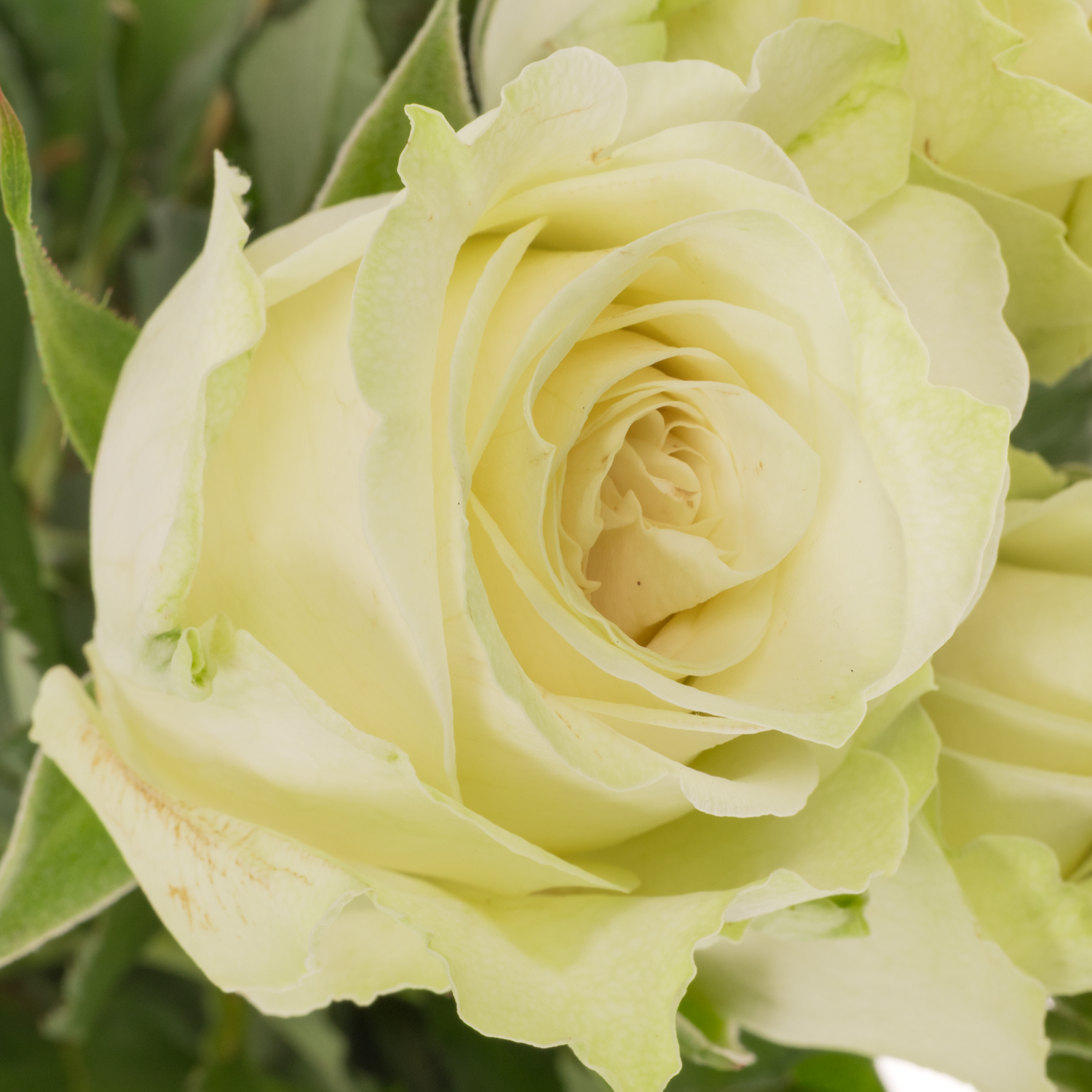 Rose weiss/hell grün Adalonia 50cm