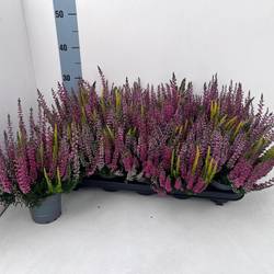 Calluna BL mix Trio Melody T10,5 H022