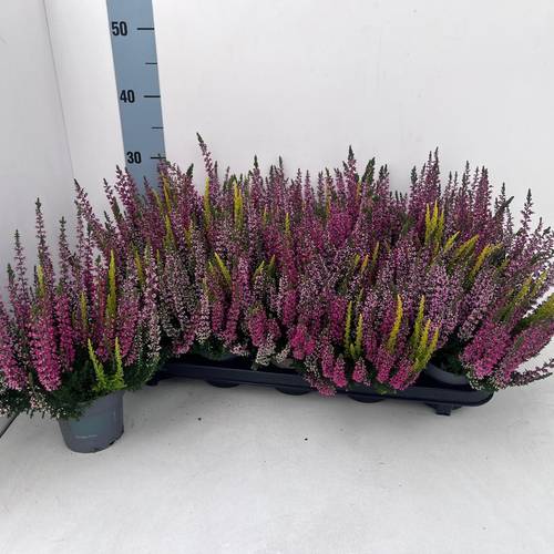 Calluna BL mix Trio Melody T10,5 H022