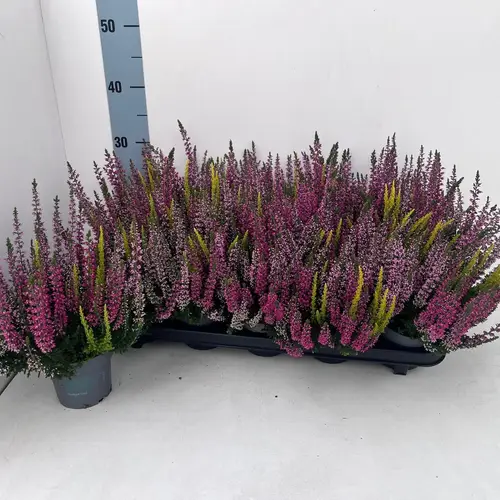 Calluna BL mix Trio Melody T10,5 H022