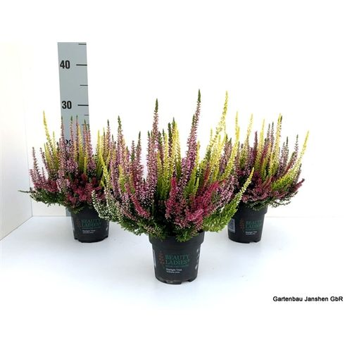 Calluna Bl Trio Melody T10,5 H022