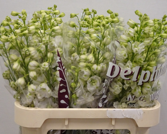 Delphinium weiss gefüllt Smile 110cm