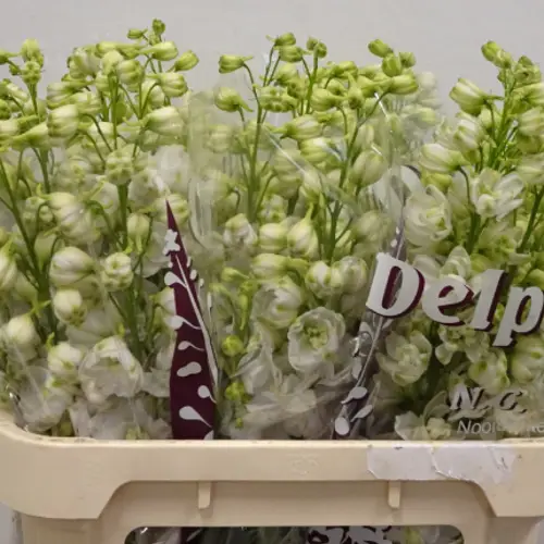 Delphinium weiss gefüllt Smile 110cm