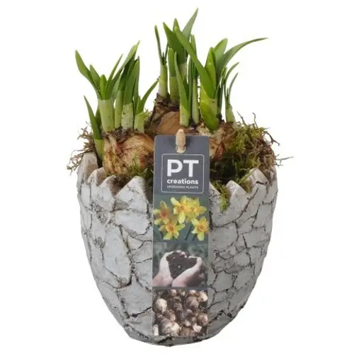 Narzis.Arr PTNP4470 Ostern T12 H018