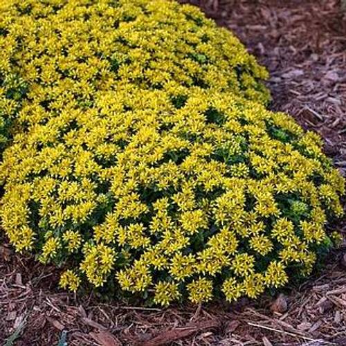 Sedum Little Sunshine T17 H032