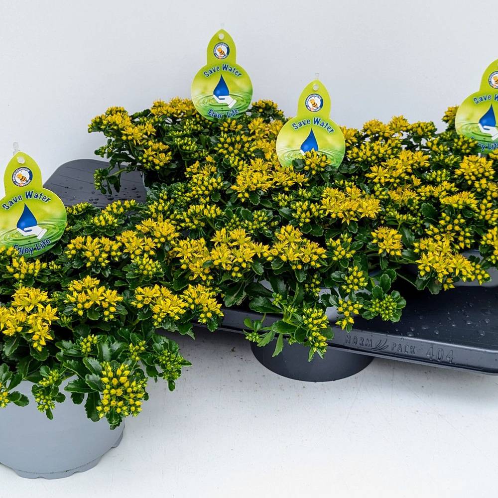 Sedum Little Sunshine T17 H032