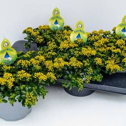 Sedum Little Sunshine T17 H032