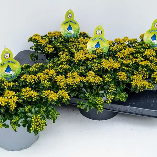 Sedum Little Sunshine T17 H032