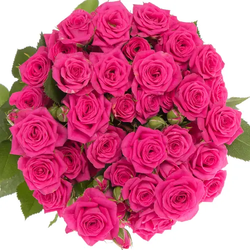 Rose verzweigt fuchsia Pink Yo-Yo 2+Blüte 50cm