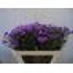 Aster lila pro Bund  70cm