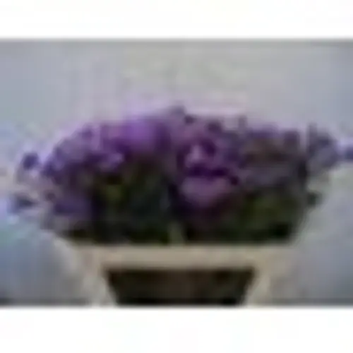 Aster lila pro Bund  70cm