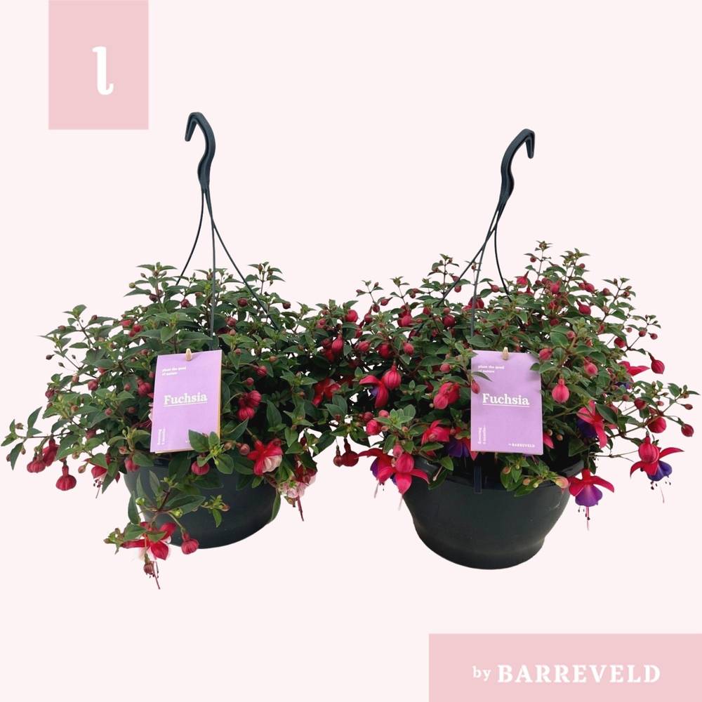 Fuchsia Maria im Ampeltopf T23 H035