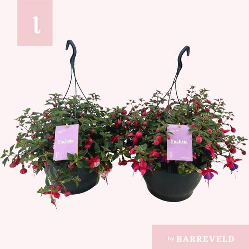 Fuchsia Maria im Ampeltopf T23 H035