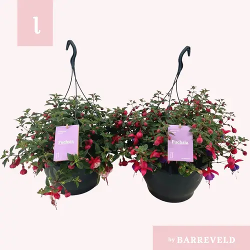 Fuchsia Maria im Ampeltopf T23 H035