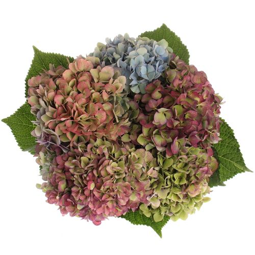 Hortensie bunt Bol 16cm 60cm