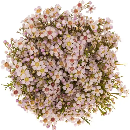 Wachsflower hell rosa Katrien 25 Gramm 60cm