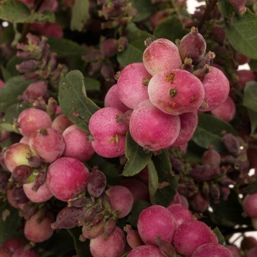 Schneebeere dunkel rosa Ruby Falls 50cm