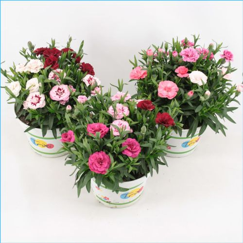 Dianthus Trixi T15 H25 3 Farbe