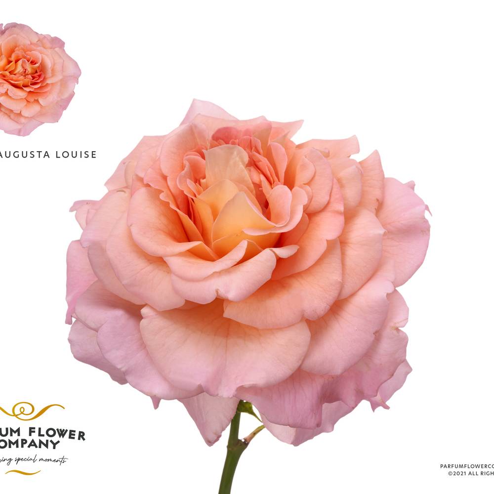 Rose verzweigt lachs/apricot Augusta Luise 40cm