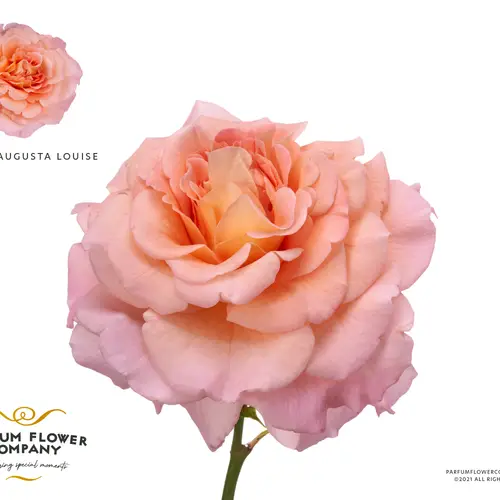 Rose verzweigt lachs/apricot Augusta Luise 40cm
