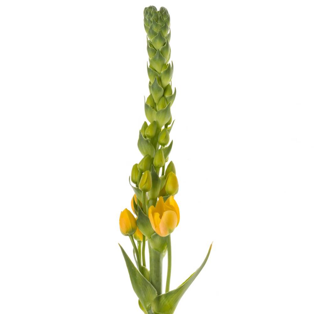 Ornithogalum gelb Volcan Sol 50cm