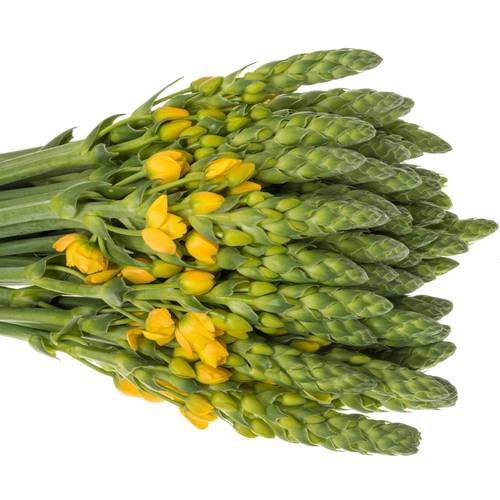 Ornithogalum gelb Volcan Sol 50cm