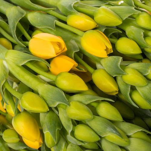 Ornithogalum gelb Volcan Sol 50cm