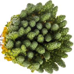 Ornithogalum gelb Volcan Sol 50cm