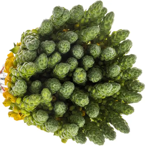 Ornithogalum gelb Volcan Sol 50cm