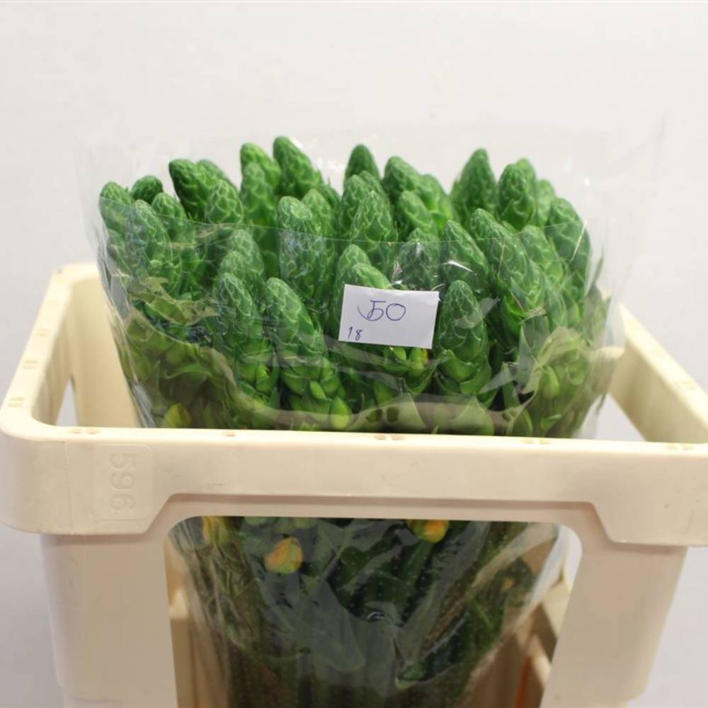 Ornithogalum gelb Volcan Sol 50cm