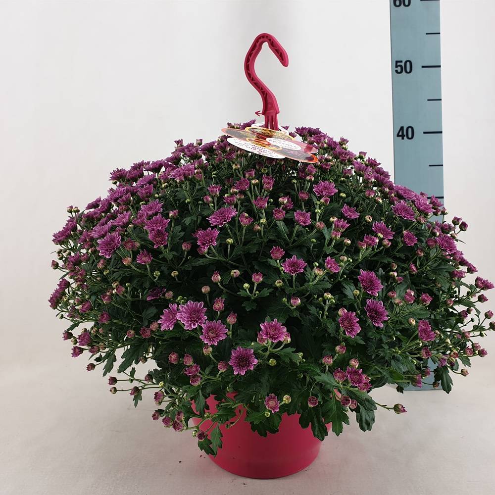 Chrys.rosa Skyfall T23 H045