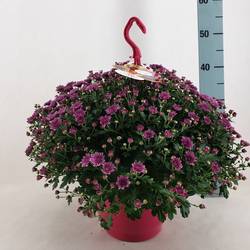 Chrys.rosa Skyfall T23 H045