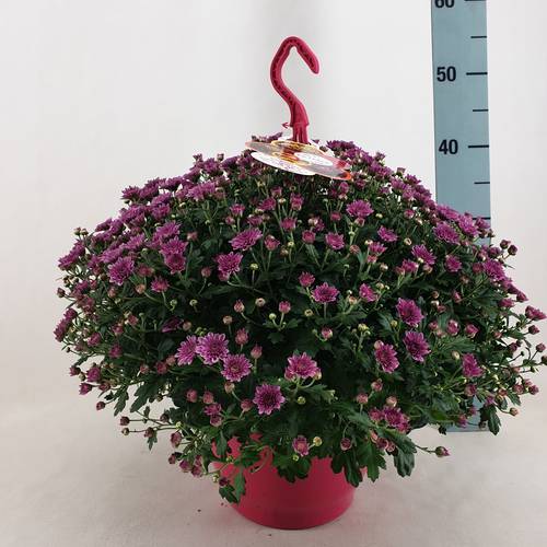 Chrys.rosa Skyfall T23 H045