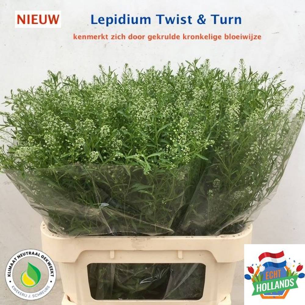 Thlaspi grün Twist und Turn 80 cm