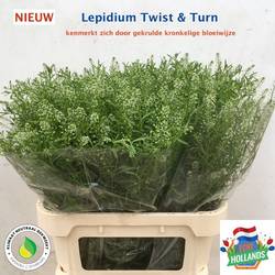 Thlaspi grün Twist und Turn 80 cm