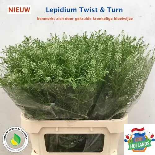 Thlaspi grün Twist und Turn 80 cm