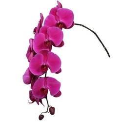 Phalaenopsis lila Haze 7+Blüte 60cm