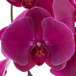 Phalaenopsis lila Haze 7+Blüte 60cm