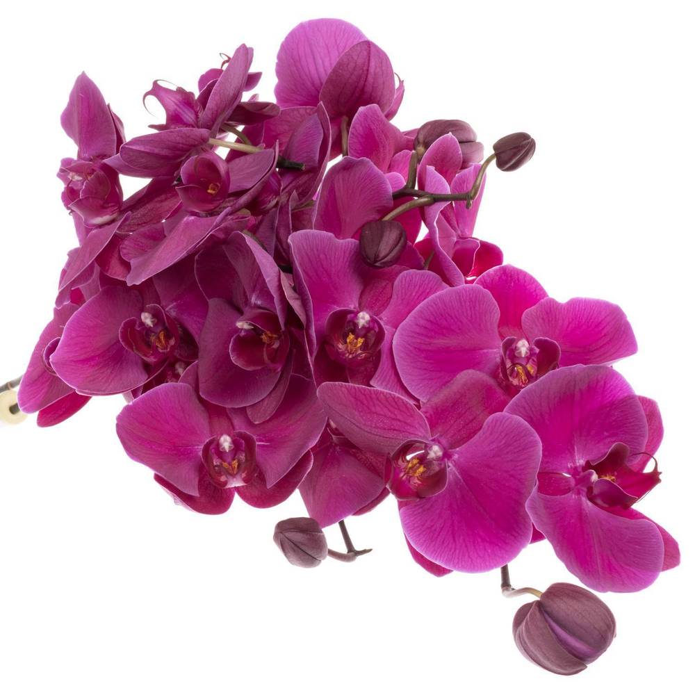 Phalaenopsis lila Haze 7+Blüte 60cm