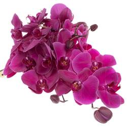 Phalaenopsis lila Haze 7+Blüte 60cm