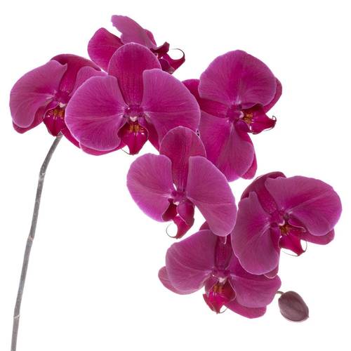 Phalaenopsis lila Haze 7+Blüte 60cm