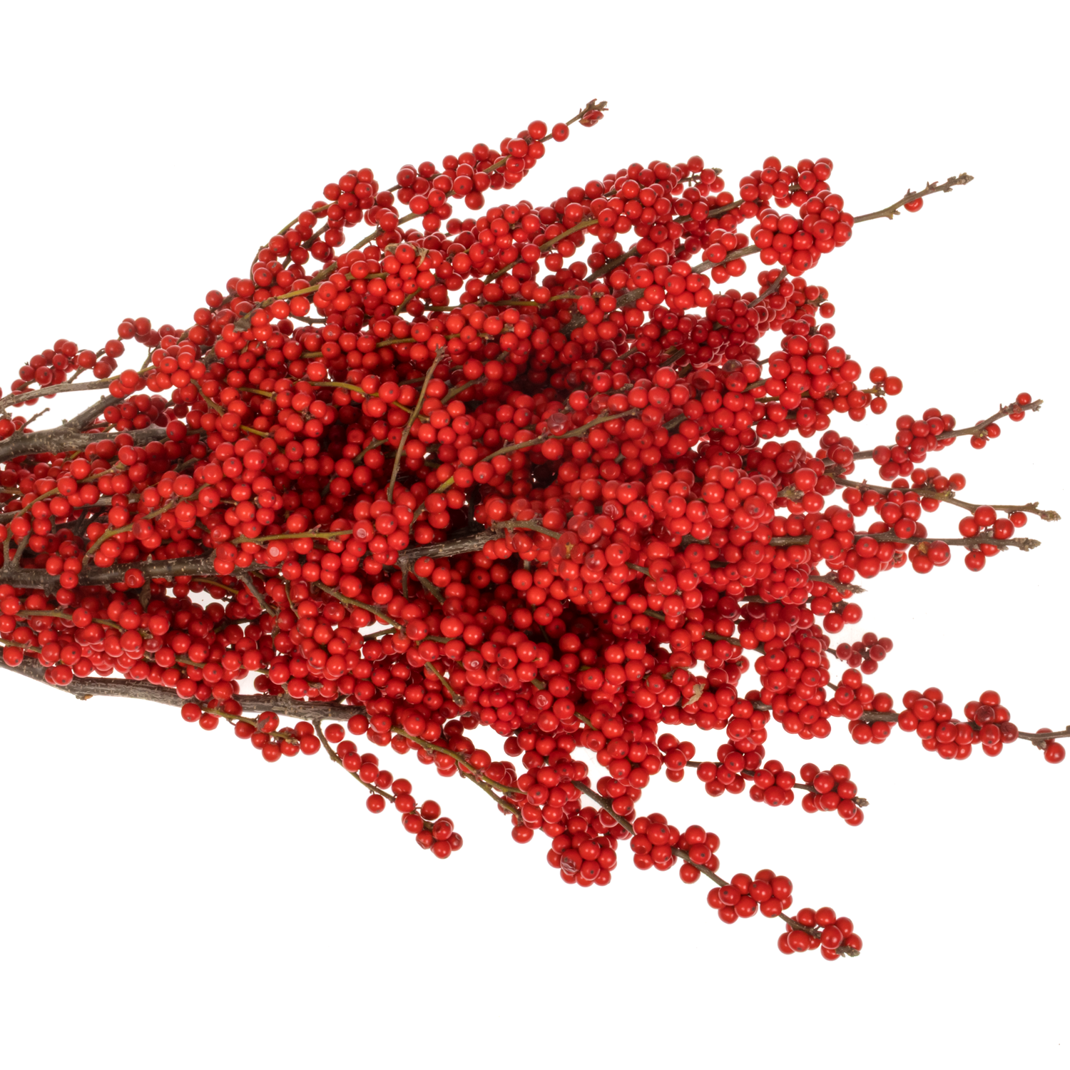 Ilex rot Magical Crimson 80cm