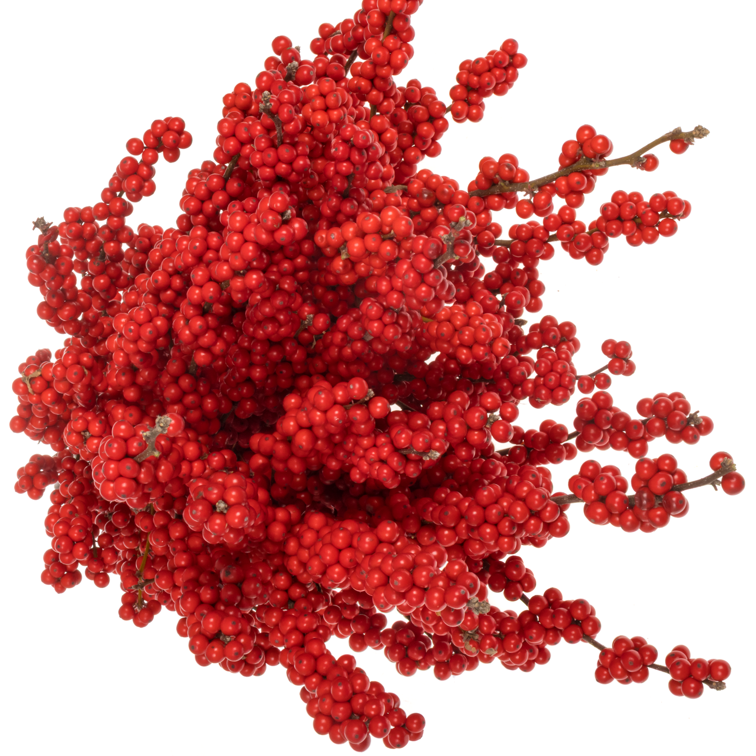 Ilex rot Magical Crimson 80cm